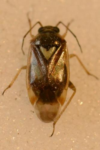 Réf. 251 727 : Orthops sp.